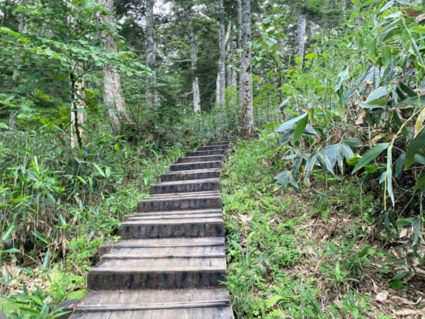 尾瀬 沼山峠 木道