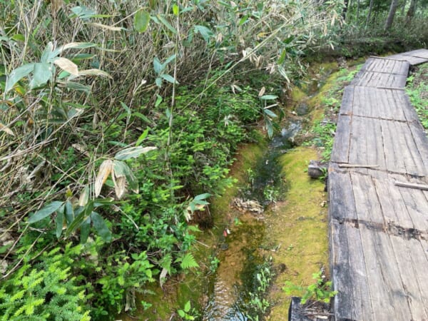 尾瀬 沼山峠 木道