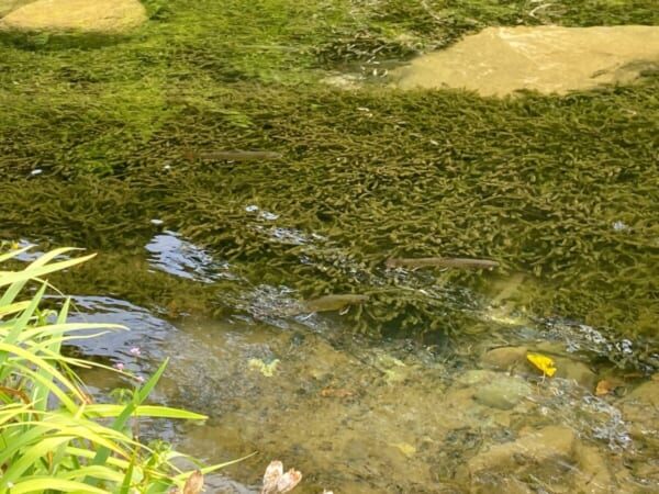 ミニ尾瀬公園 岩魚（イワナ）