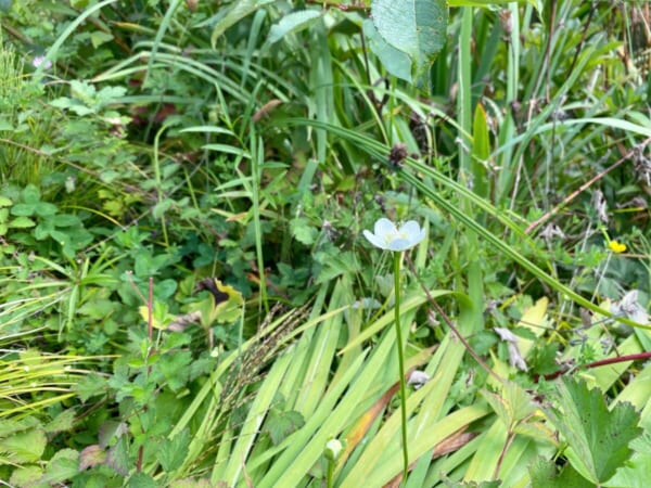 ミニ尾瀬公園 梅鉢草