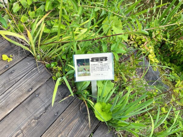 ミニ尾瀬公園 吾木香