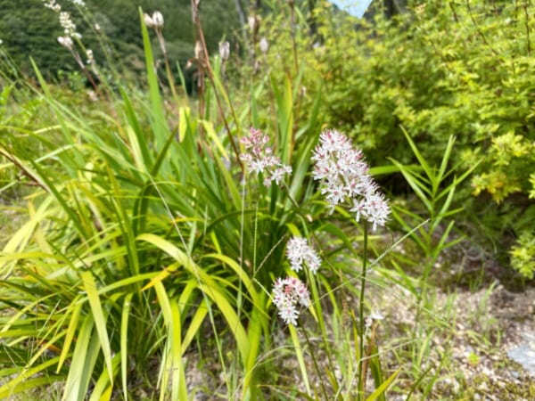 ミニ尾瀬公園 岩菖蒲