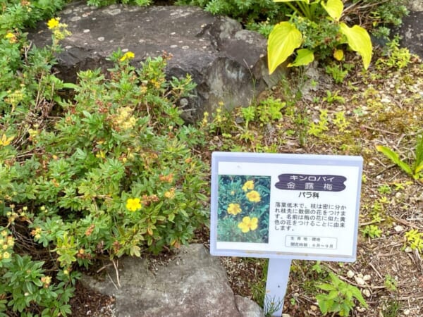 ミニ尾瀬公園 金露梅