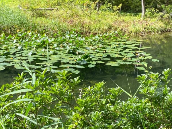 ミニ尾瀬公園 河骨