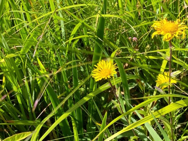 ミニ尾瀬公園 水菊