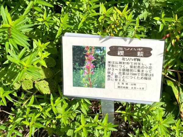 ミニ尾瀬公園 禊萩