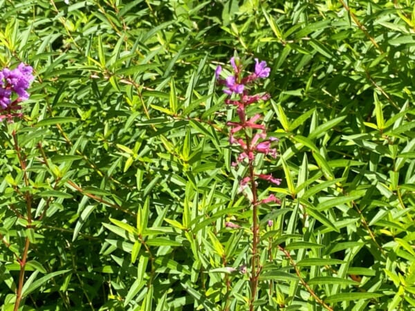 ミニ尾瀬公園 禊萩