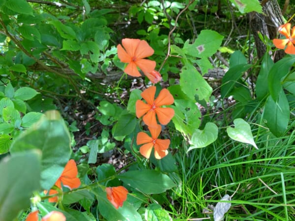 ミニ尾瀬公園 節黒仙翁