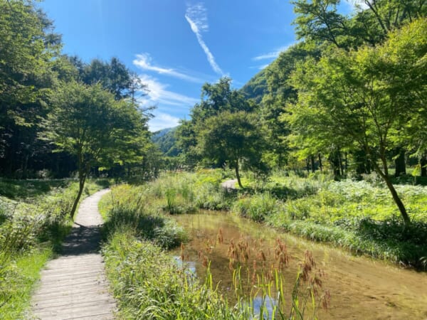 ミニ尾瀬公園 山野草エリア