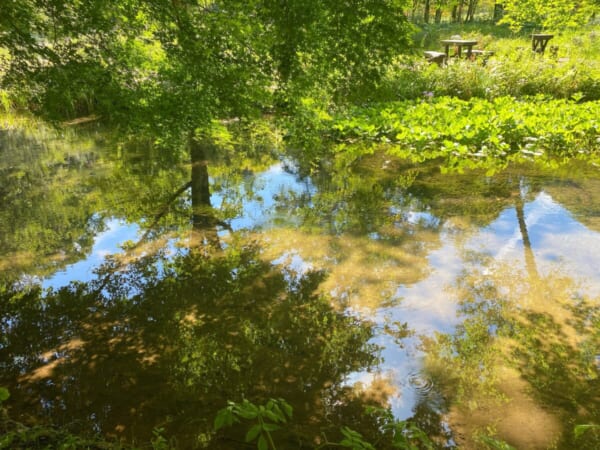 ミニ尾瀬公園 山野草エリア