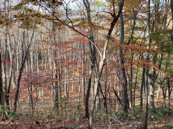 観音沼森林公園 かたらいの径