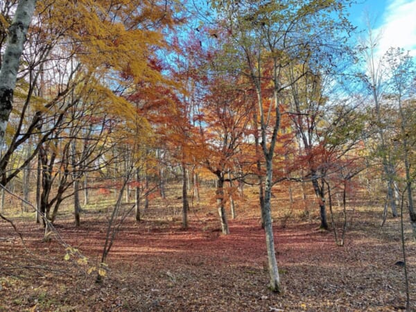 観音沼森林公園 かたらいの径