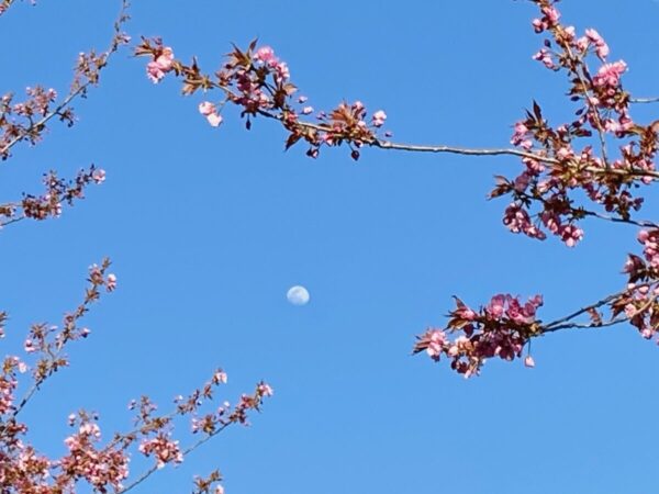 季の郷 湯ら里 むら湯 月と八重桜 深沢温泉 只見 奥会津 福島県