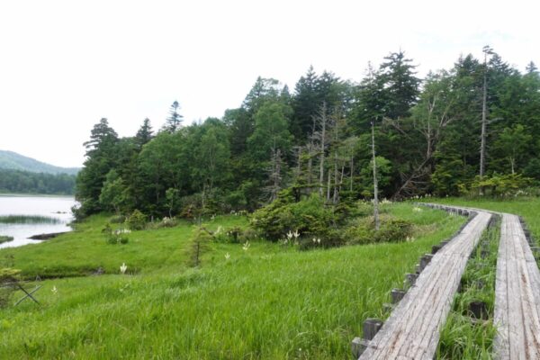 尾瀬 大江湿原分岐->沼尻 