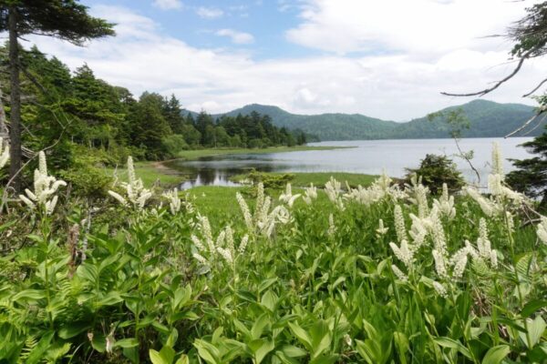 尾瀬 大江湿原分岐->沼尻 